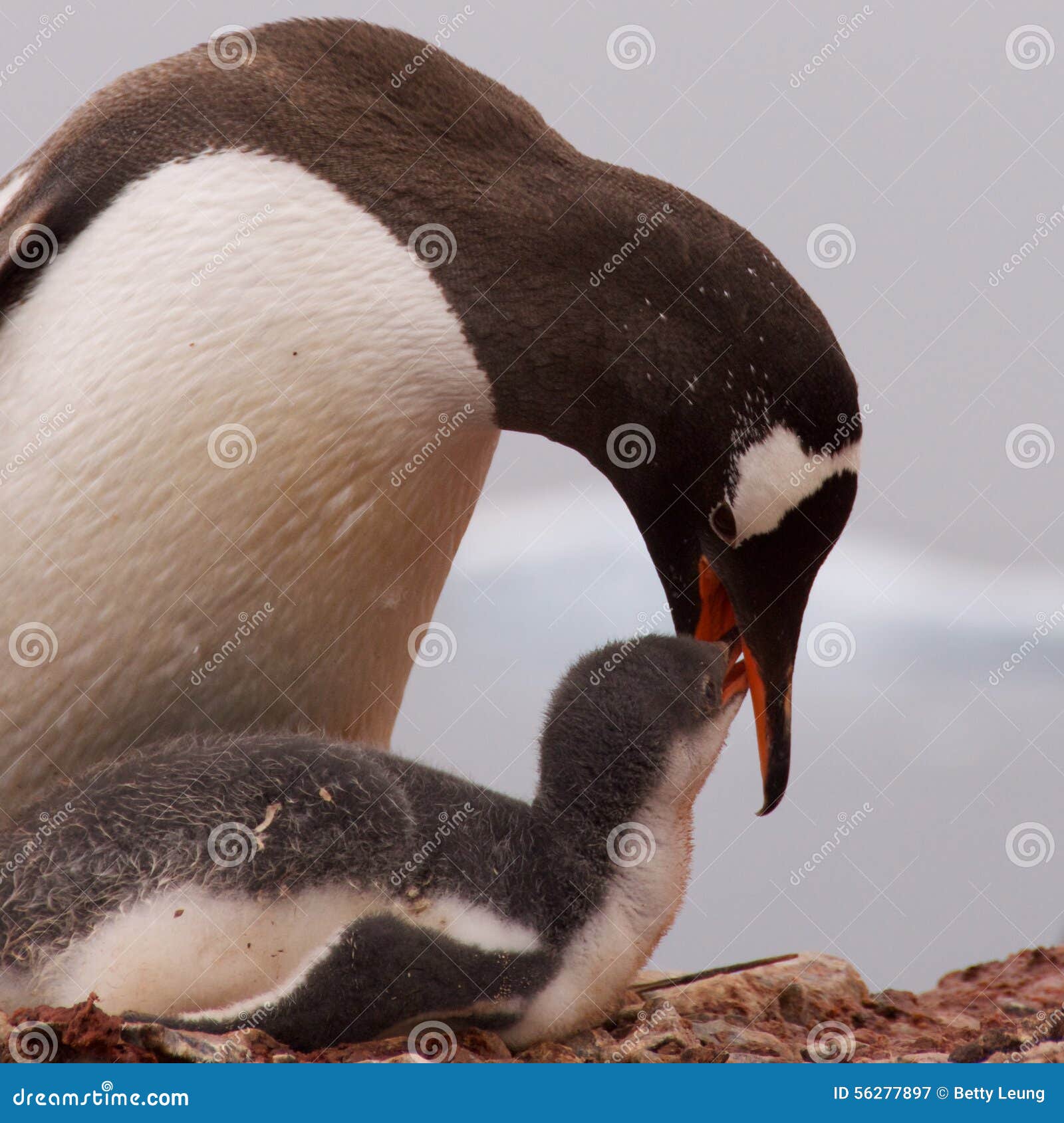 328 Penguin Mouth Photos Free Royalty Free Stock Photos From Dreamstime