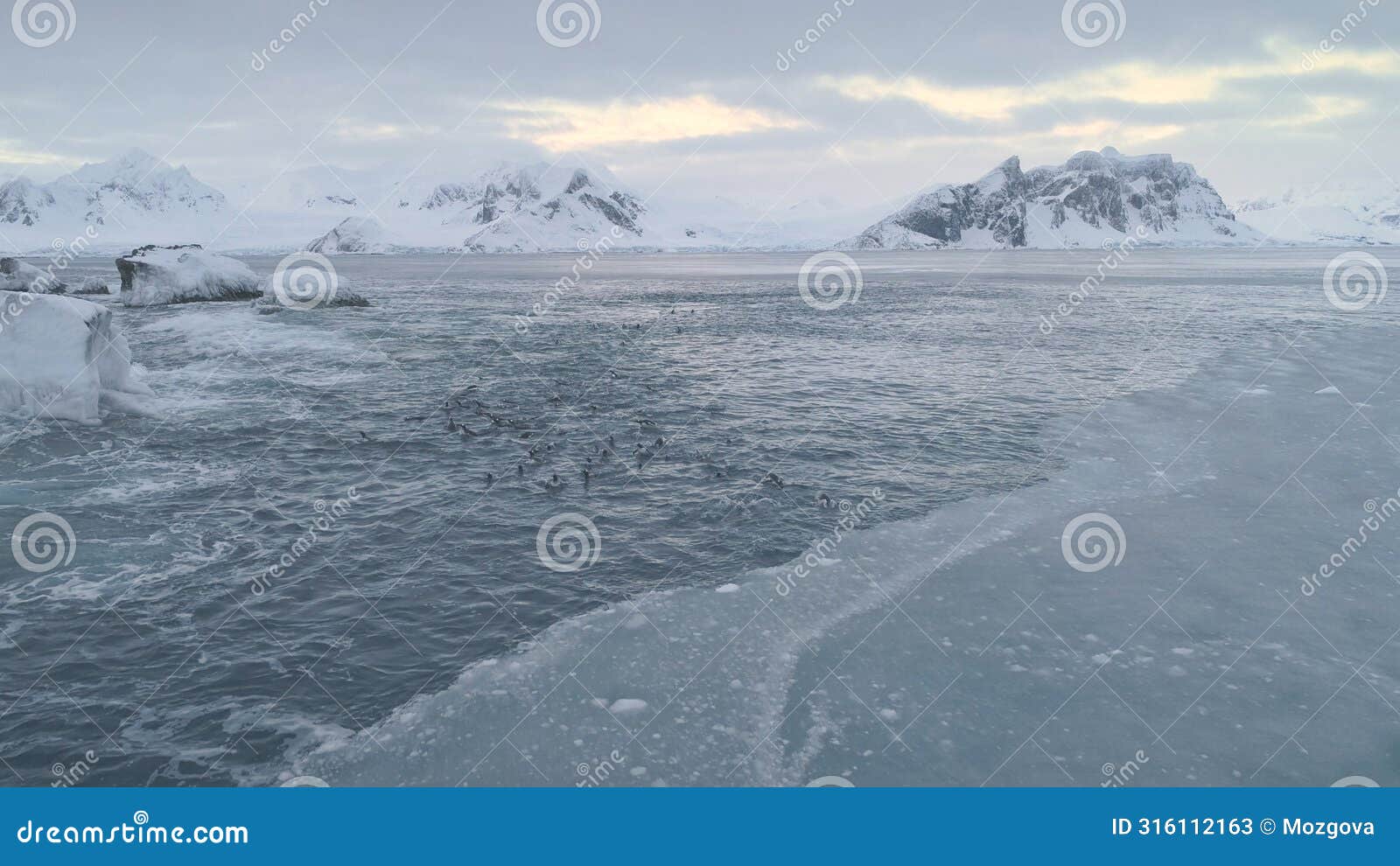 gentoo penguin group swim antarctic brash ice