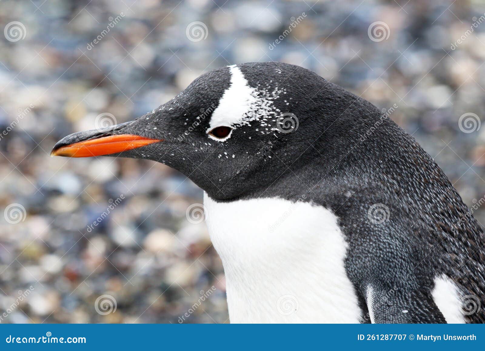 gentoo penguin on isla martillo, tierra del fuego