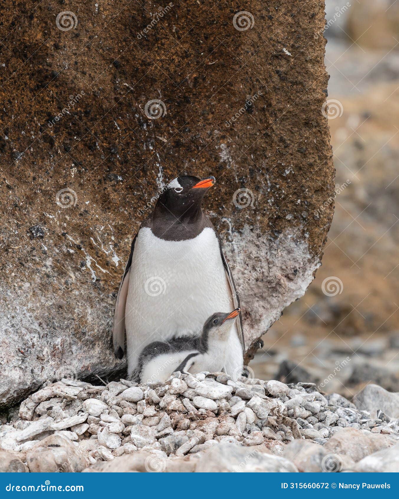 gentoo penguin with young chick on nest, brown bluff, antarctica.