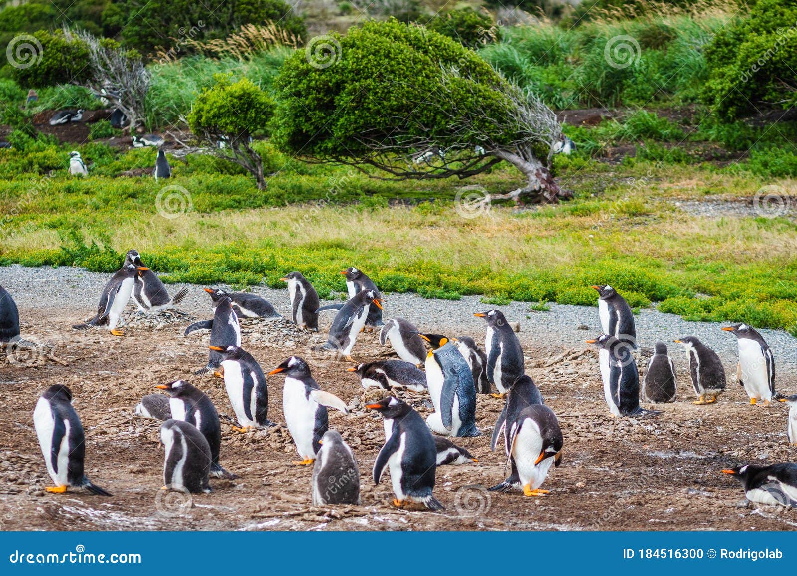 gentoo penguin colony on martillo island, beagle channel, ushuaia, tierra del fuego, argentina