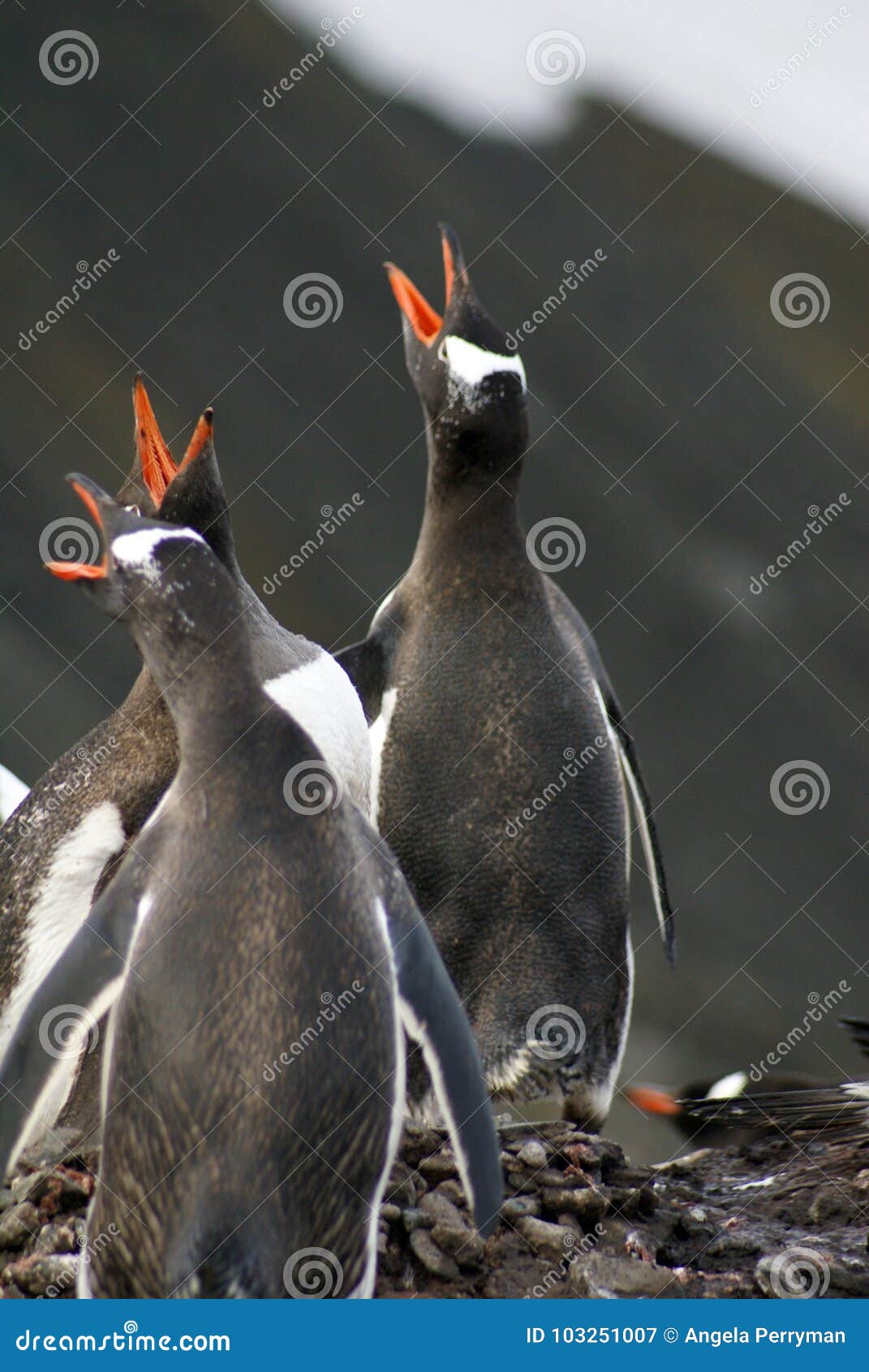 Penguins Doing a Mating Dance in Antarctica Stock Image - Image of