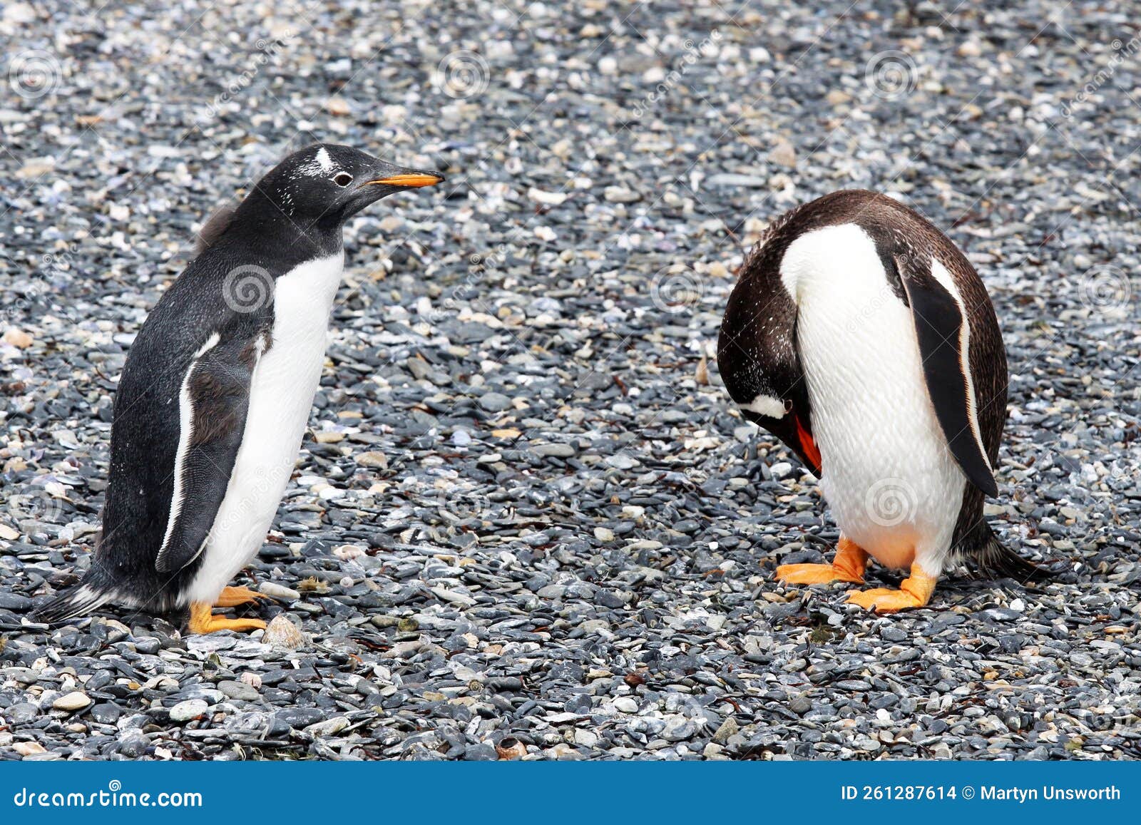 gentoo penguins on isla martillo, tierra del fuego