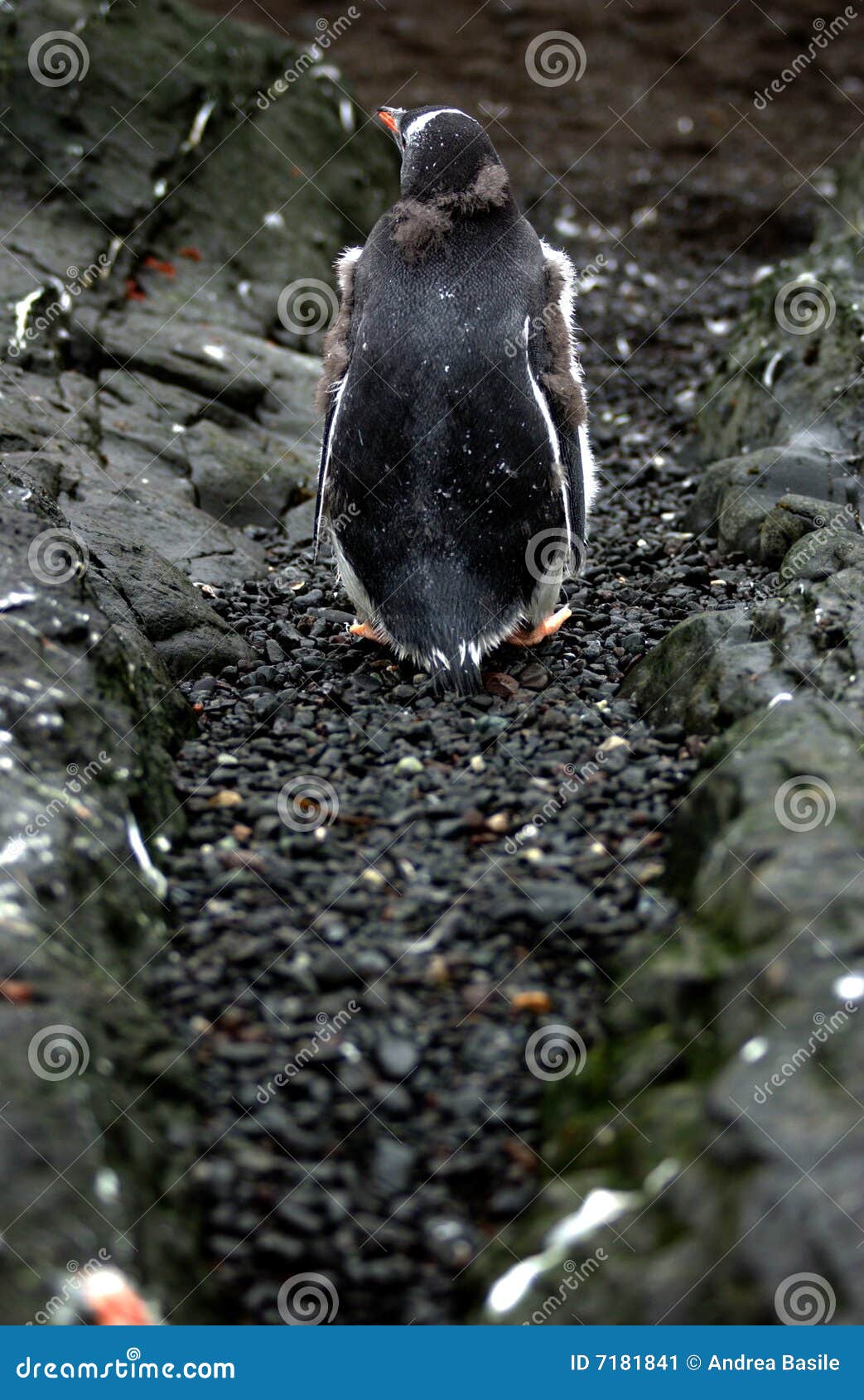 Gentoo Pinguin verlor das Methodenhaus