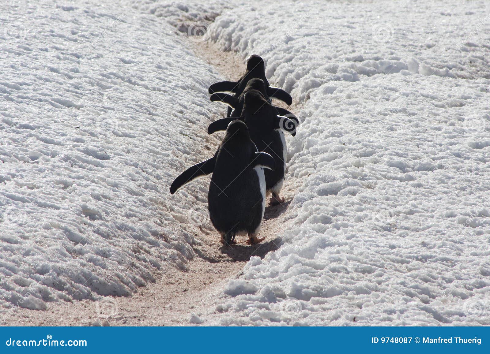 Gentoo της Ανταρκτικής penguin. νησί gentoo της Ανταρκτικής cuverville penguin