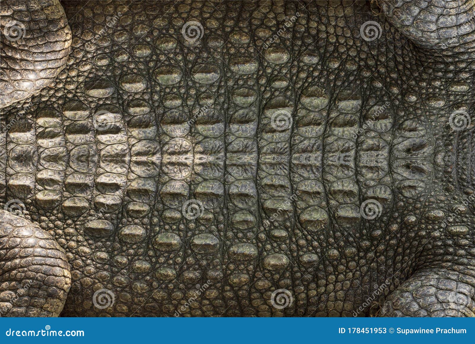 Genuine Crocodile Leather Background Image for Making Leather Stock