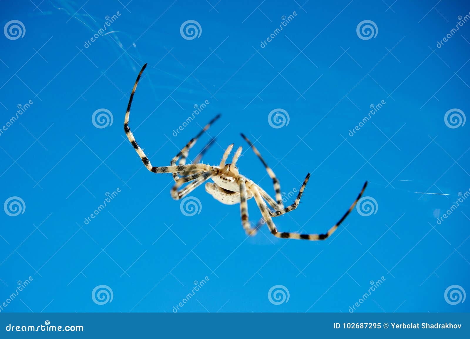 Argiope spider. stock image. Image of ustyurt, wildlife 102687295