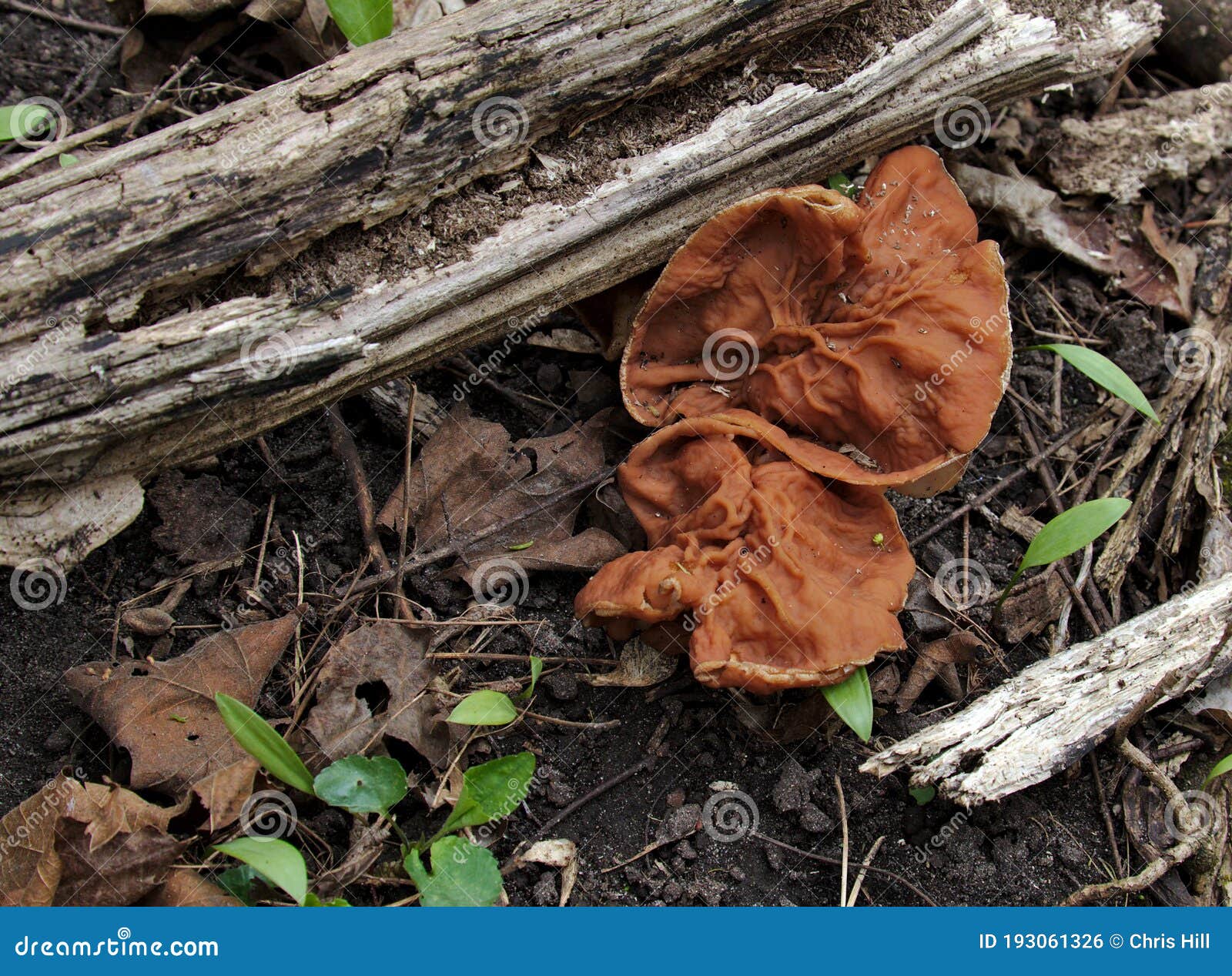 genus gyromitra