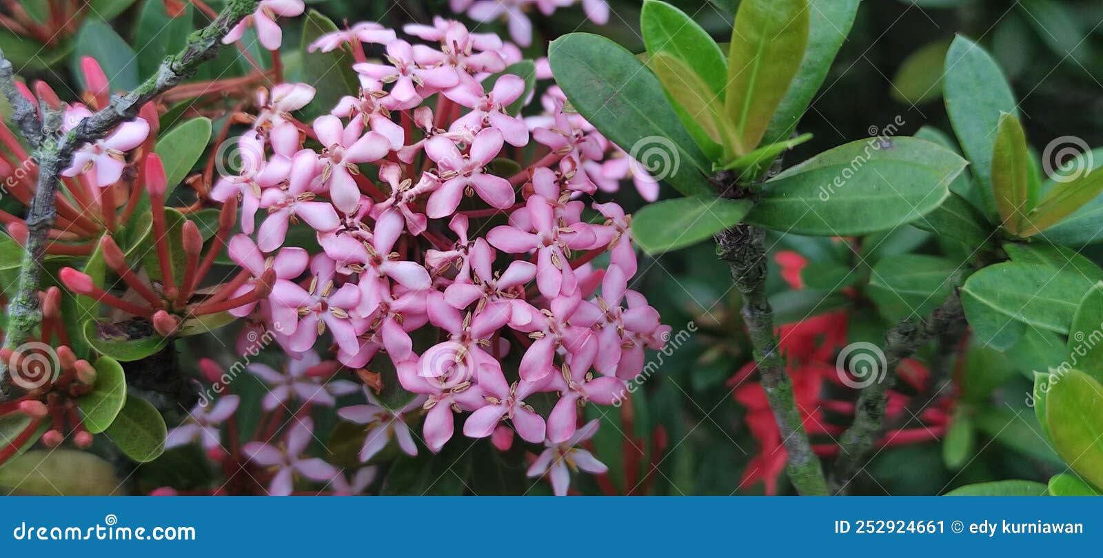 Genus Ixora Flame at the Jungle Flower Stock Image Image of branch
