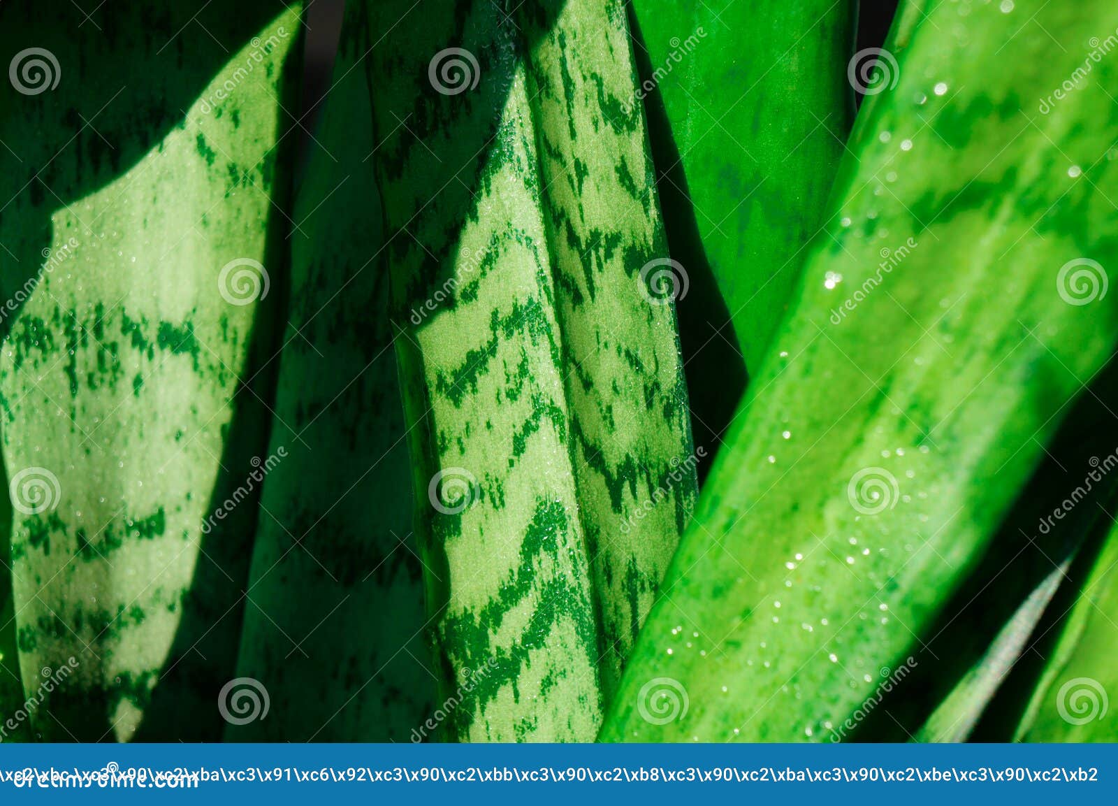 Genus Sansevieria Home Plant Stock Photo - Image of leaf, leaves: 176024004