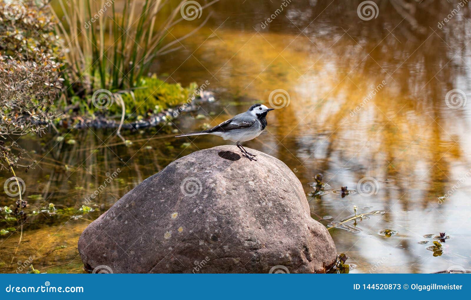 genus of songbirds. a white wagtail on a rock in a shallow river in early spring in germany. the motacilla alba is a small