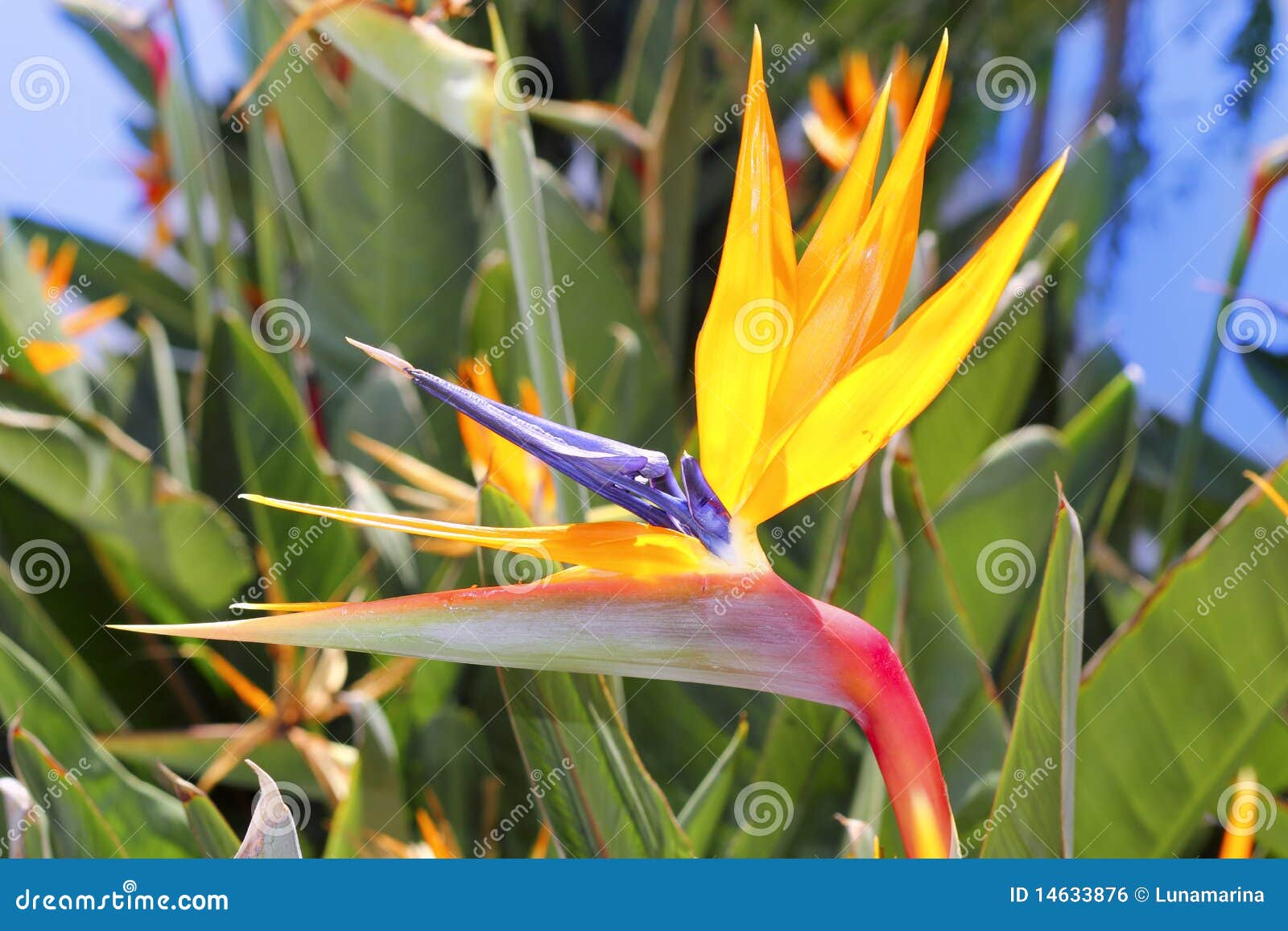genus strelitzia reginae orange bird flower