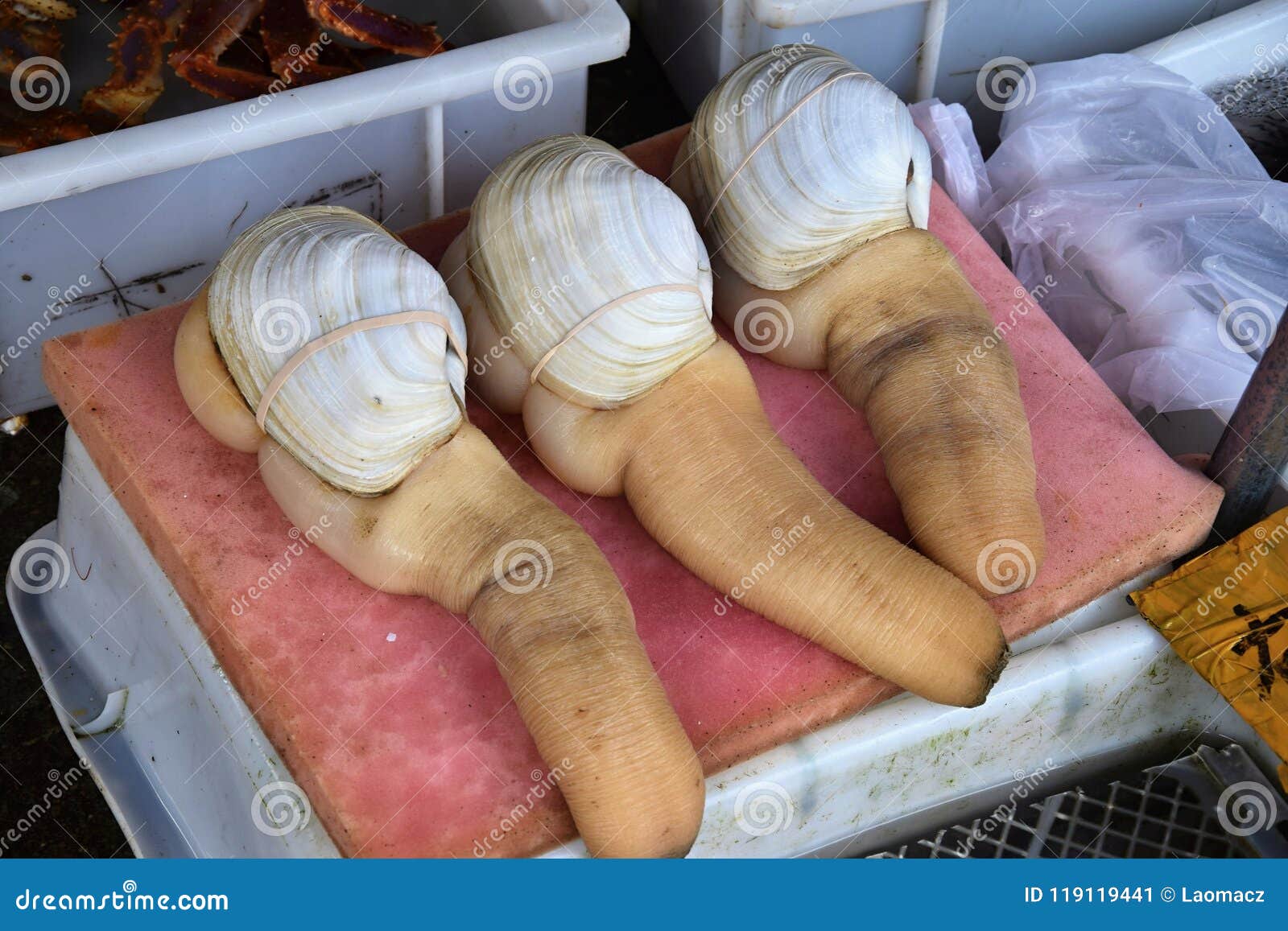 Geoduck Clams Panopea Abrupta is a Species of Very Large Edible