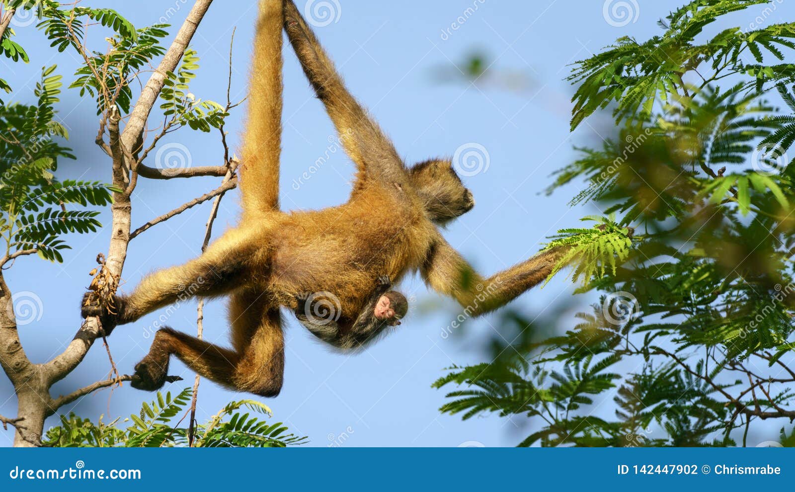 geoffroy`s spider monkey ateles geoffroyi with baby