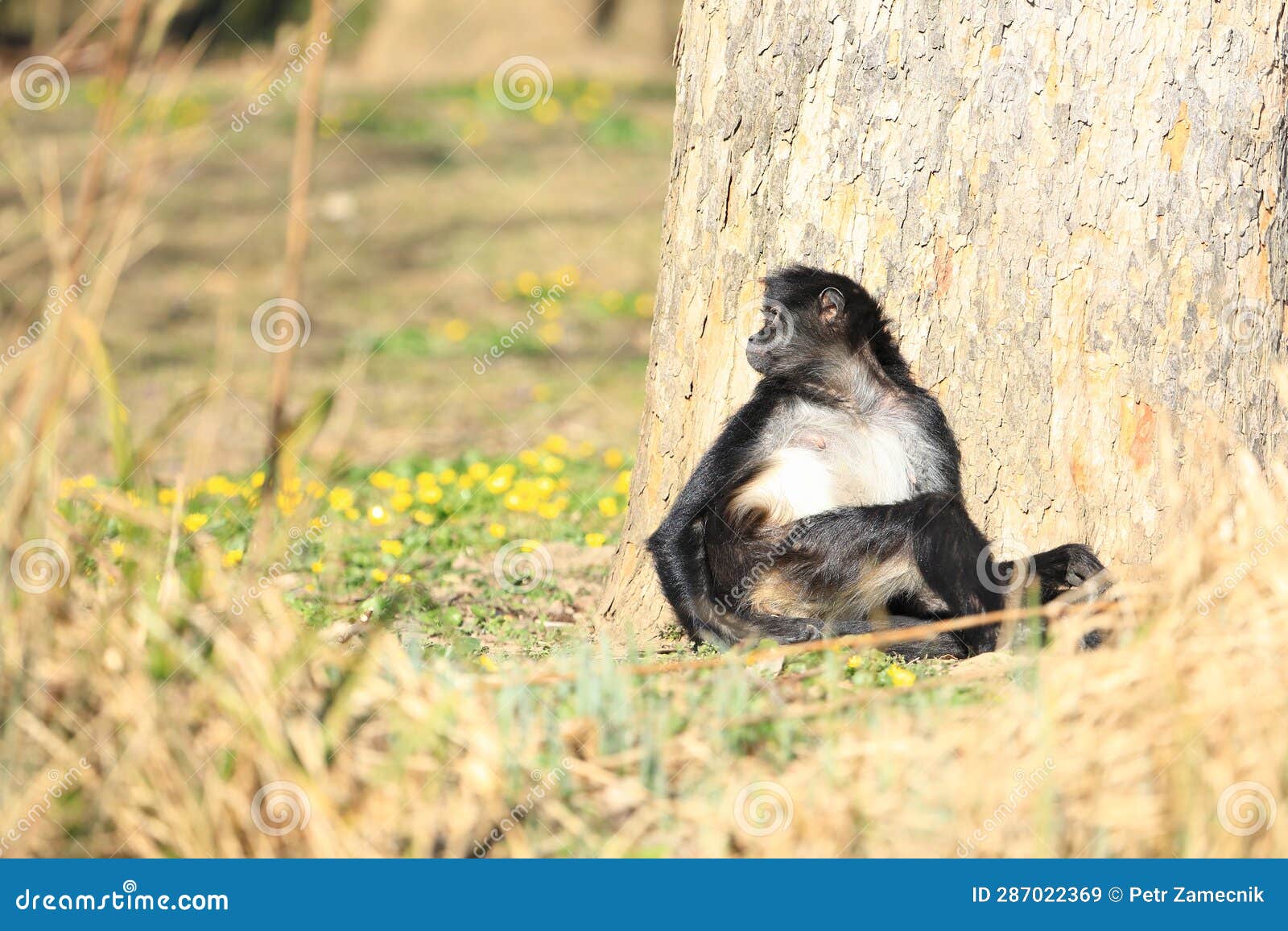 geoffroy's spider monkey sitting by a tree