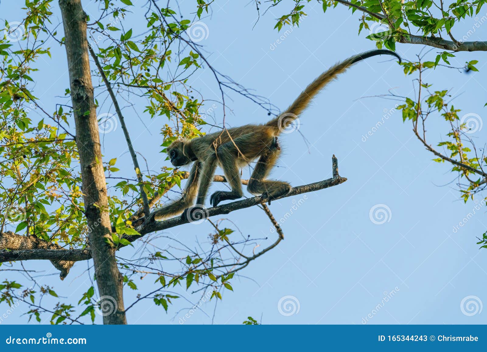 geoffroy& x27;s spider monkey & x28;ateles geoffroyi& x29; in a tree in costa rica
