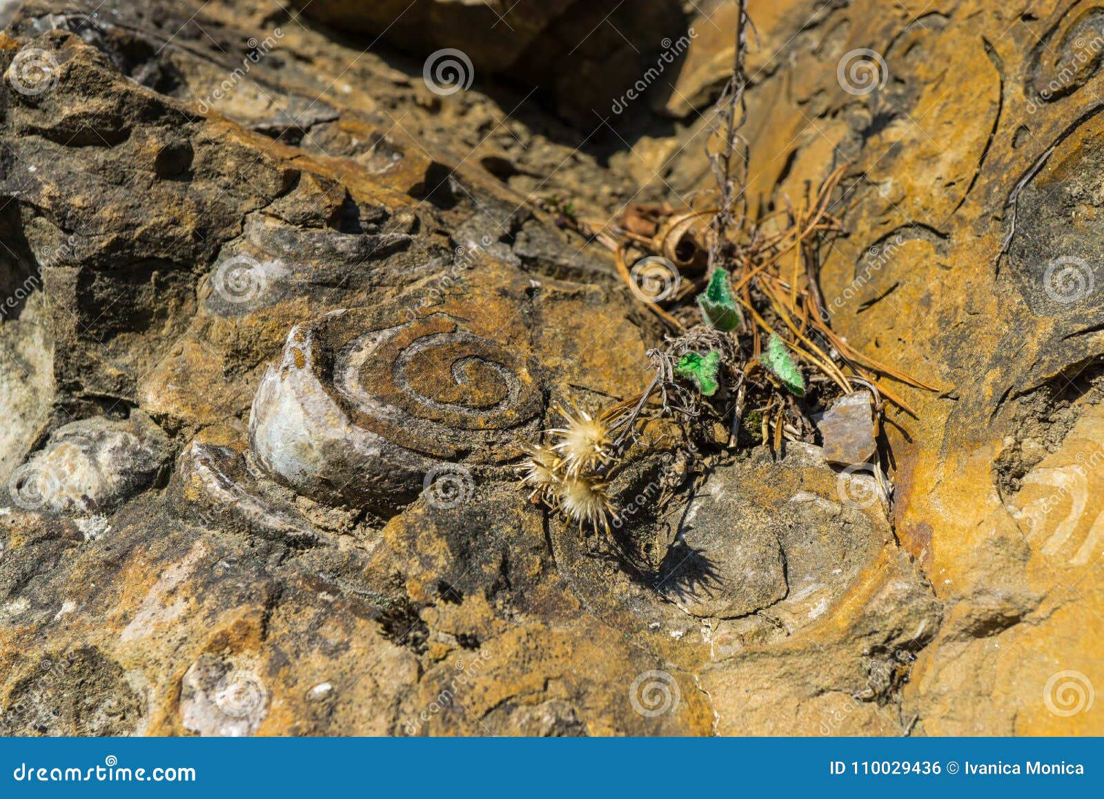 Geologic Rocks Texture with Snail Shell Stock Photo Image of geology, natural 110029436