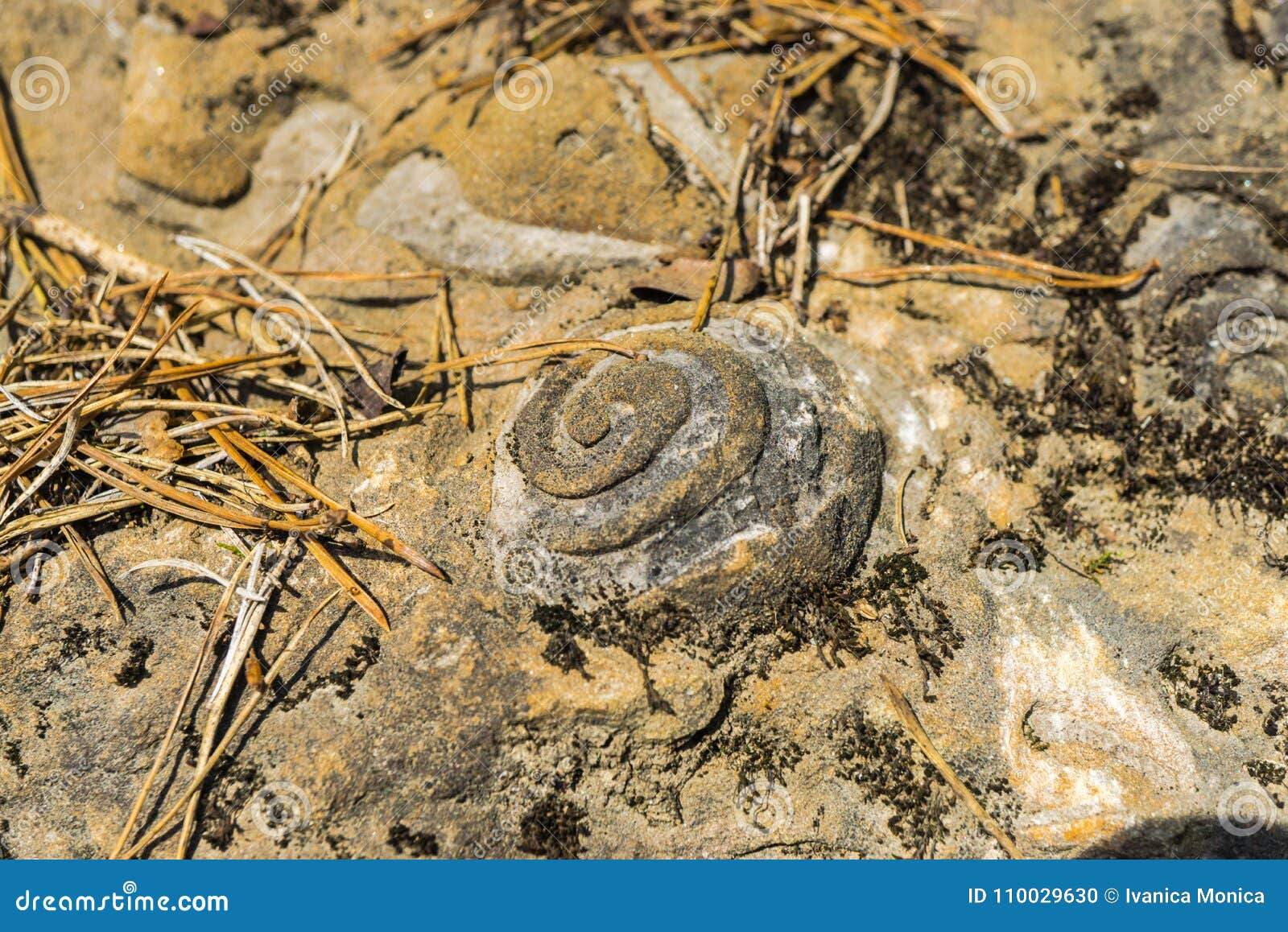 Geologic Rocks Texture with Snail Shell Stock Photo Image of ammonite, ancient 110029630