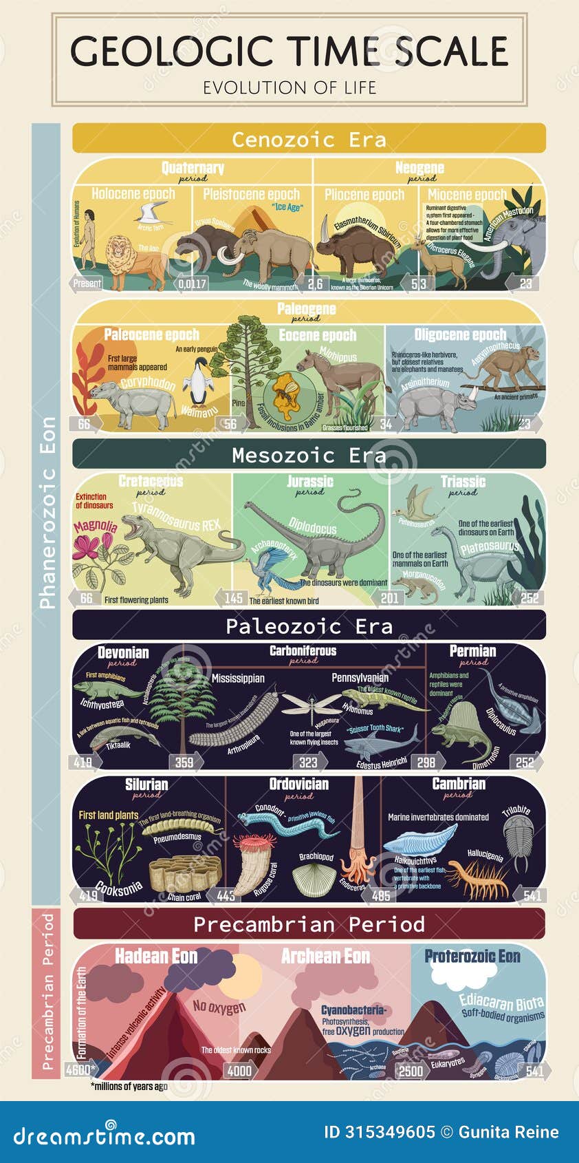 geologic time scale- evolution of life
