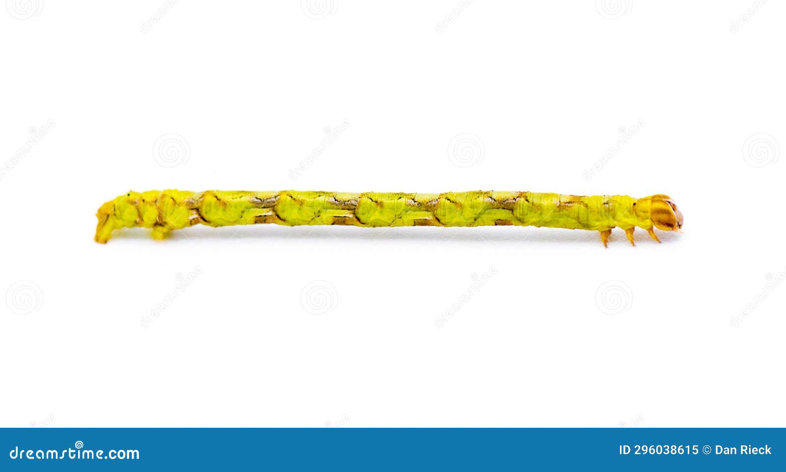 185 Inchworm White Background Stock Photos - Free & Royalty-Free Stock  Photos from Dreamstime