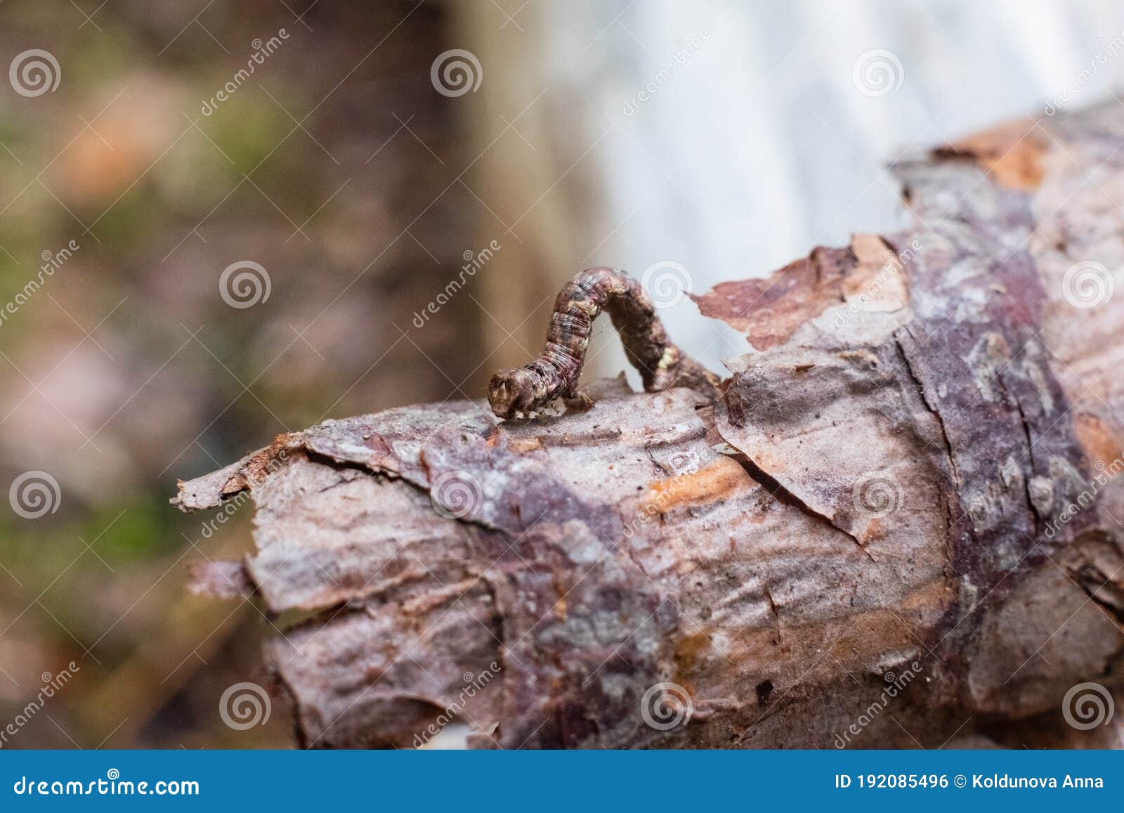geometer moth caterpillar on small branch. mimicry of insects.