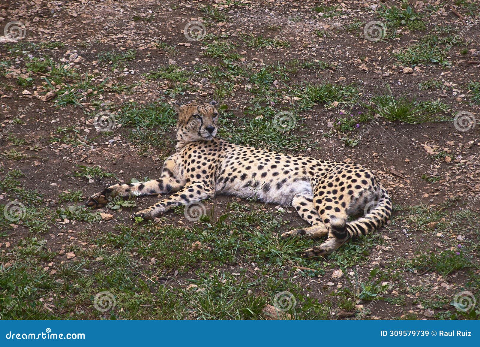 a geopard, lying on the grass of the savannah