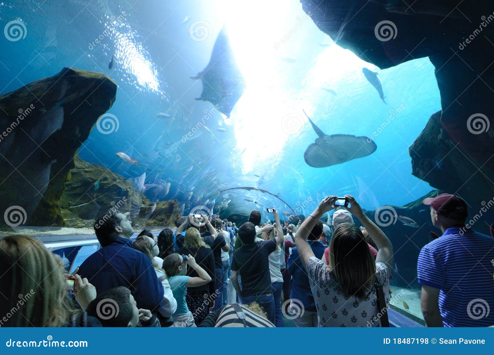 Georgia Aquarium Tunnel editorial stock photo. Image of architectural ...