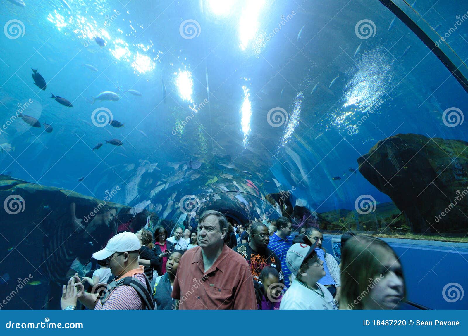 Georgia Aquarium Tunnel editorial image. Image of marine - 18487220