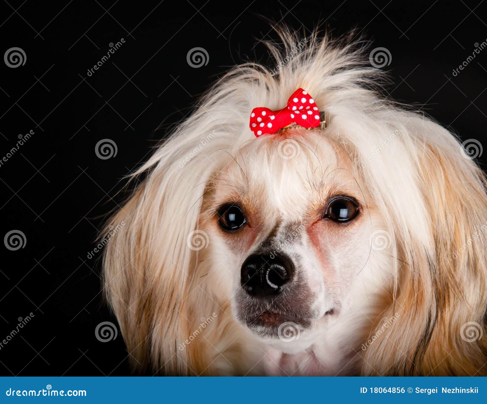 Gepflegter Chinesischer Mit Haube Hund Stockfoto Bild Von Chinesisch Sitting 18064856