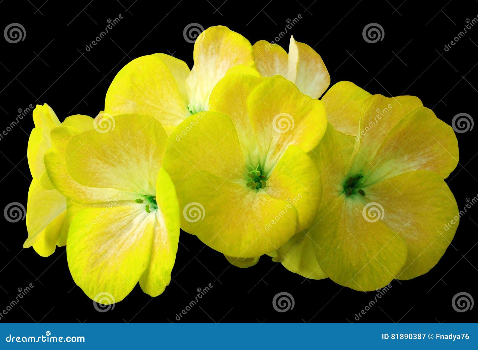 Gerânio Amarelo Da Flor Isolado Em Um Fundo Preto Close-up Sem Sombras Para  O Projeto Imagem de Stock - Imagem de casa, paisagem: 81890387