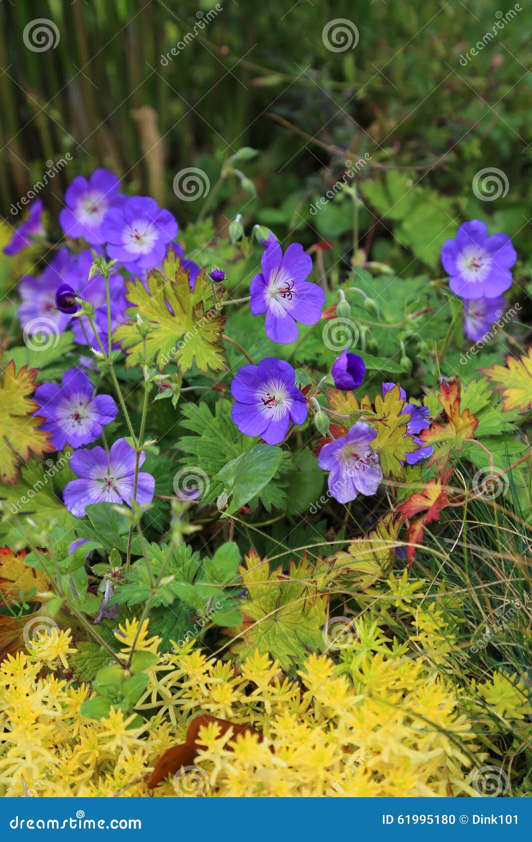 Gerânio Azul Com Plantas Amarelas Foto de Stock - Imagem de brilhante,  flora: 61995180