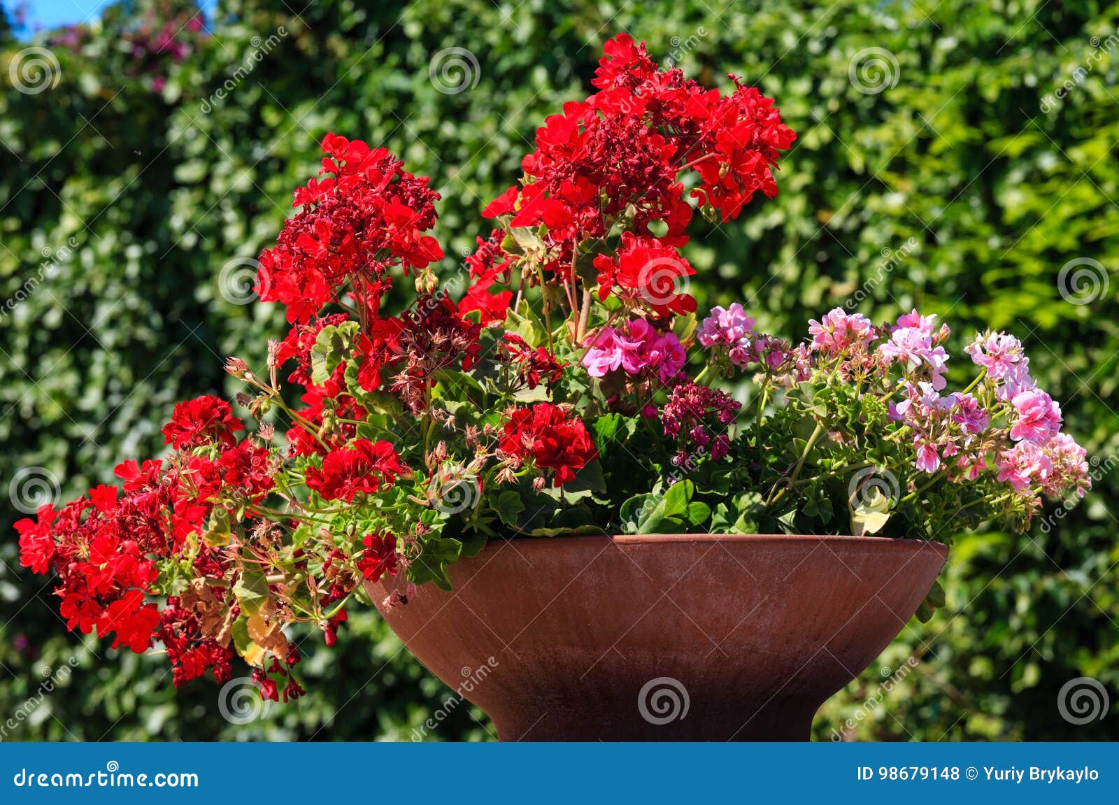 Gerânio No Vaso De Flores Exterior Foto de Stock - Imagem de vaso, marrom:  98679148