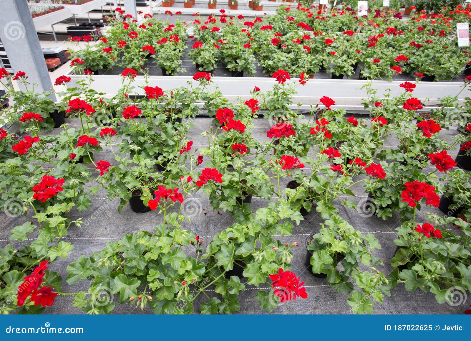 Gerânios Em Vasos De Flores Em Estufa Imagem de Stock - Imagem de casa,  mudas: 187022625