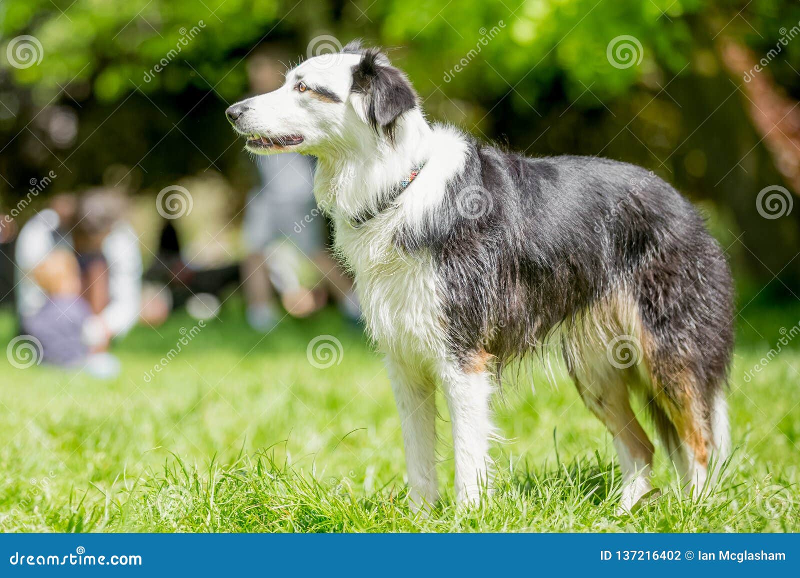 white and grey sheepdog