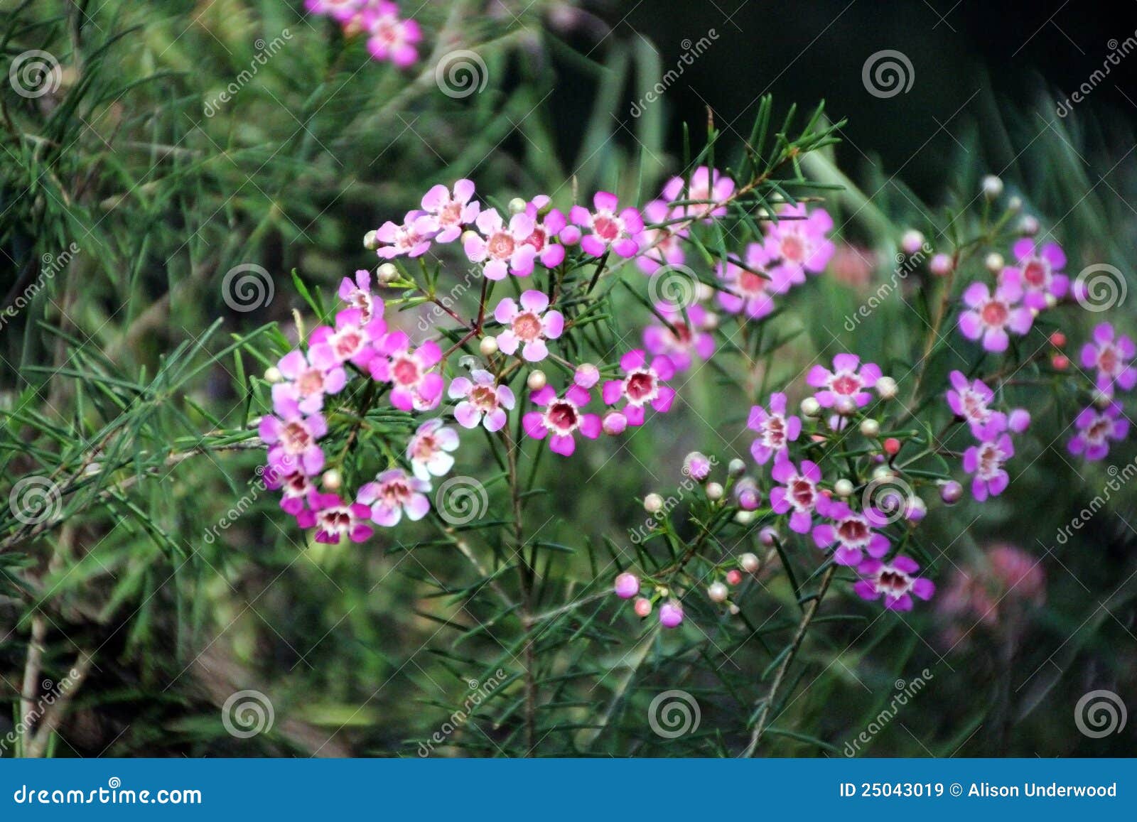 Geraldton Wax Wildflower stock image. Image of birds 25043019