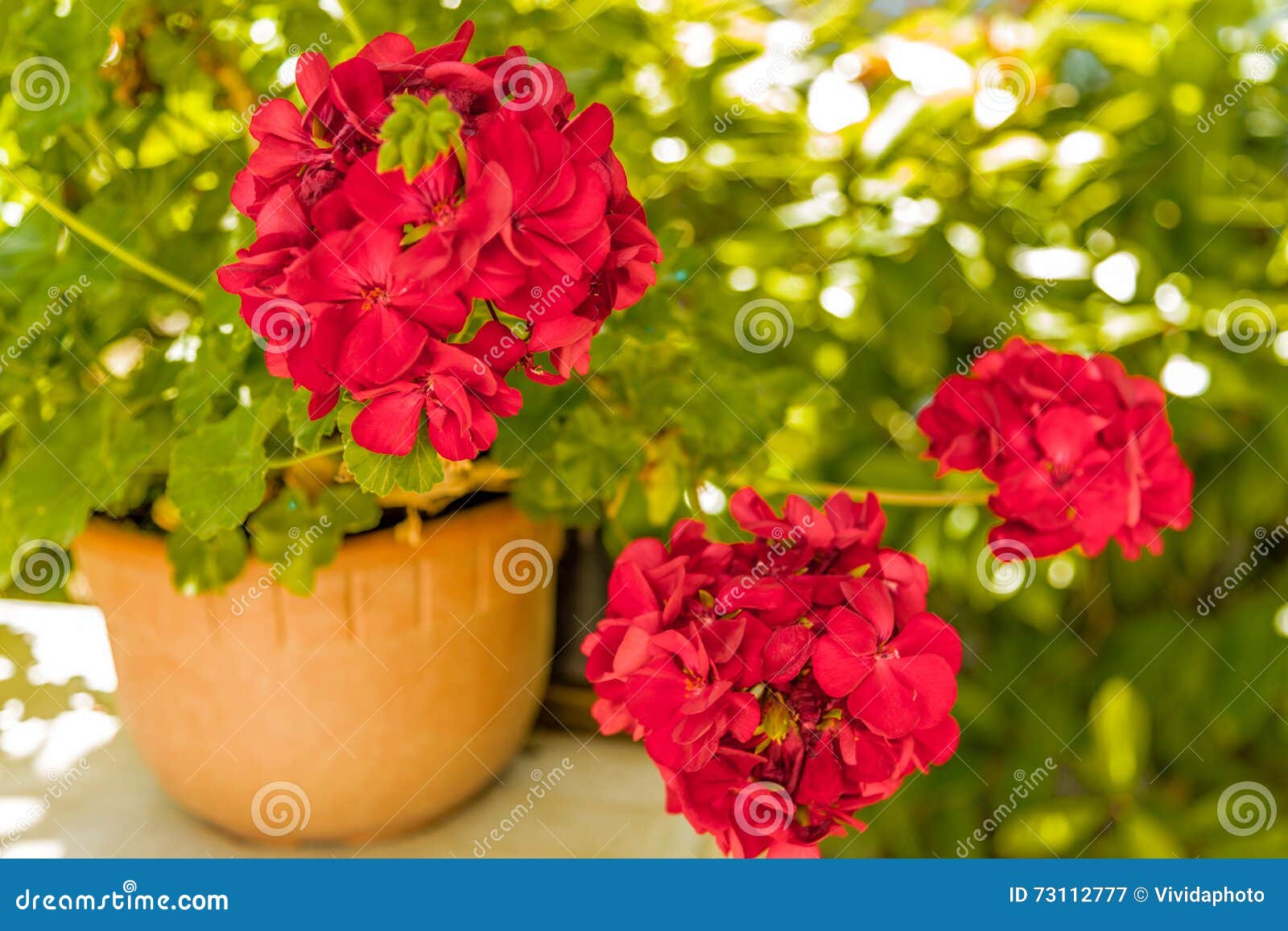 Gerani Rossi Immagine Stock Immagine Di Geranio Fioritura