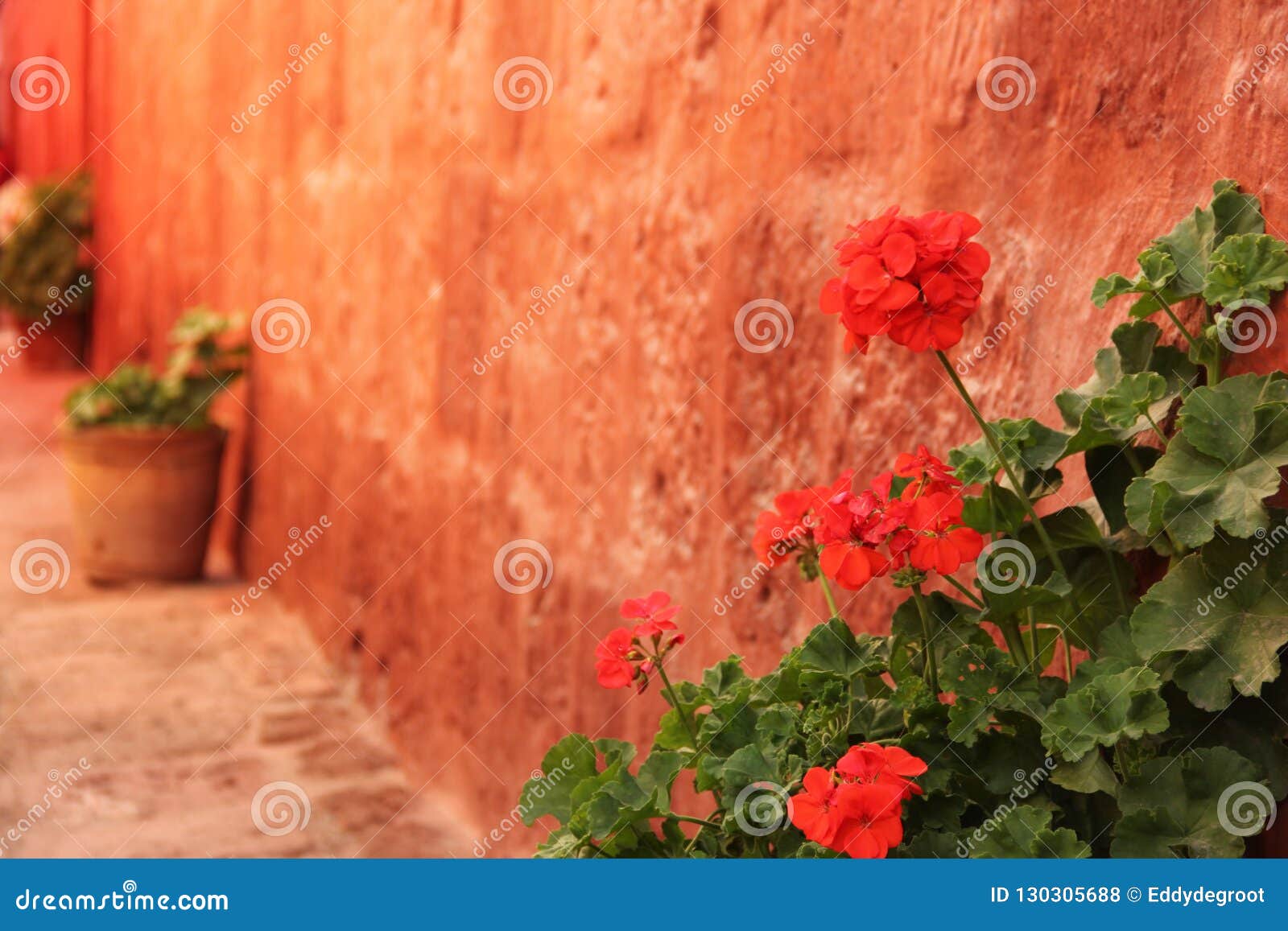 Gerani Rossi In Un Modo Del Vicolo Fotografia Stock Immagine Di Closeup Latino