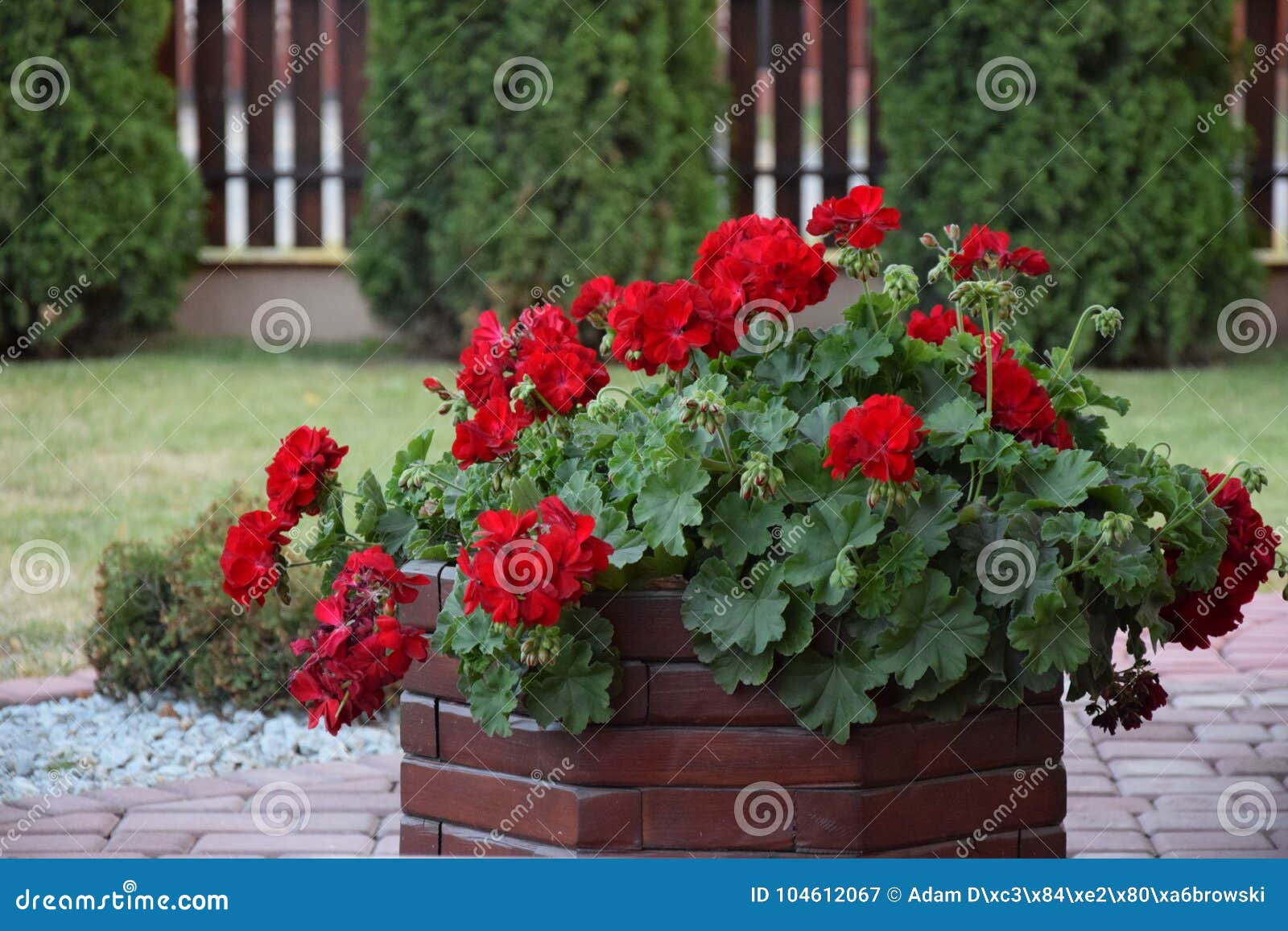 Gerani Rossi In Un Vaso Del Giardino Immagine Stock Immagine Di Giardino Erba
