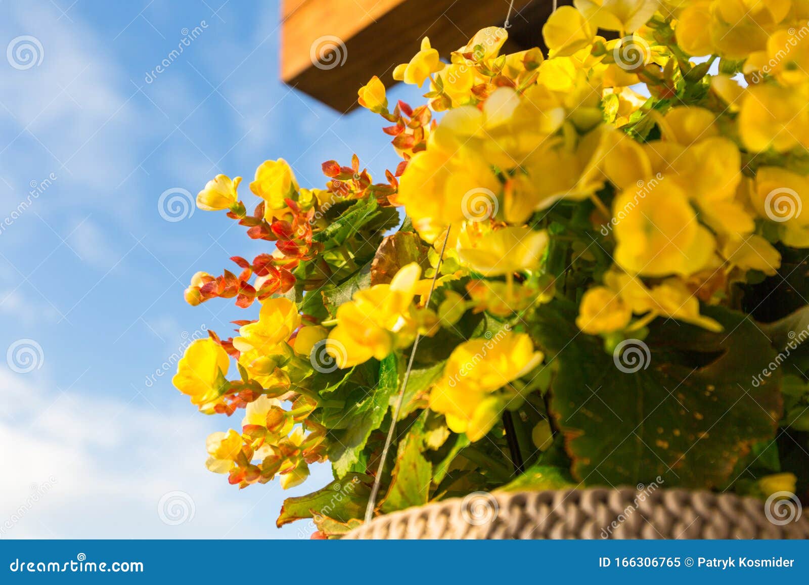 Geranio Amarillo En Una Maceta De Flores Colgante En La Terraza Imagen de  archivo - Imagen de fresco, ocio: 166306765