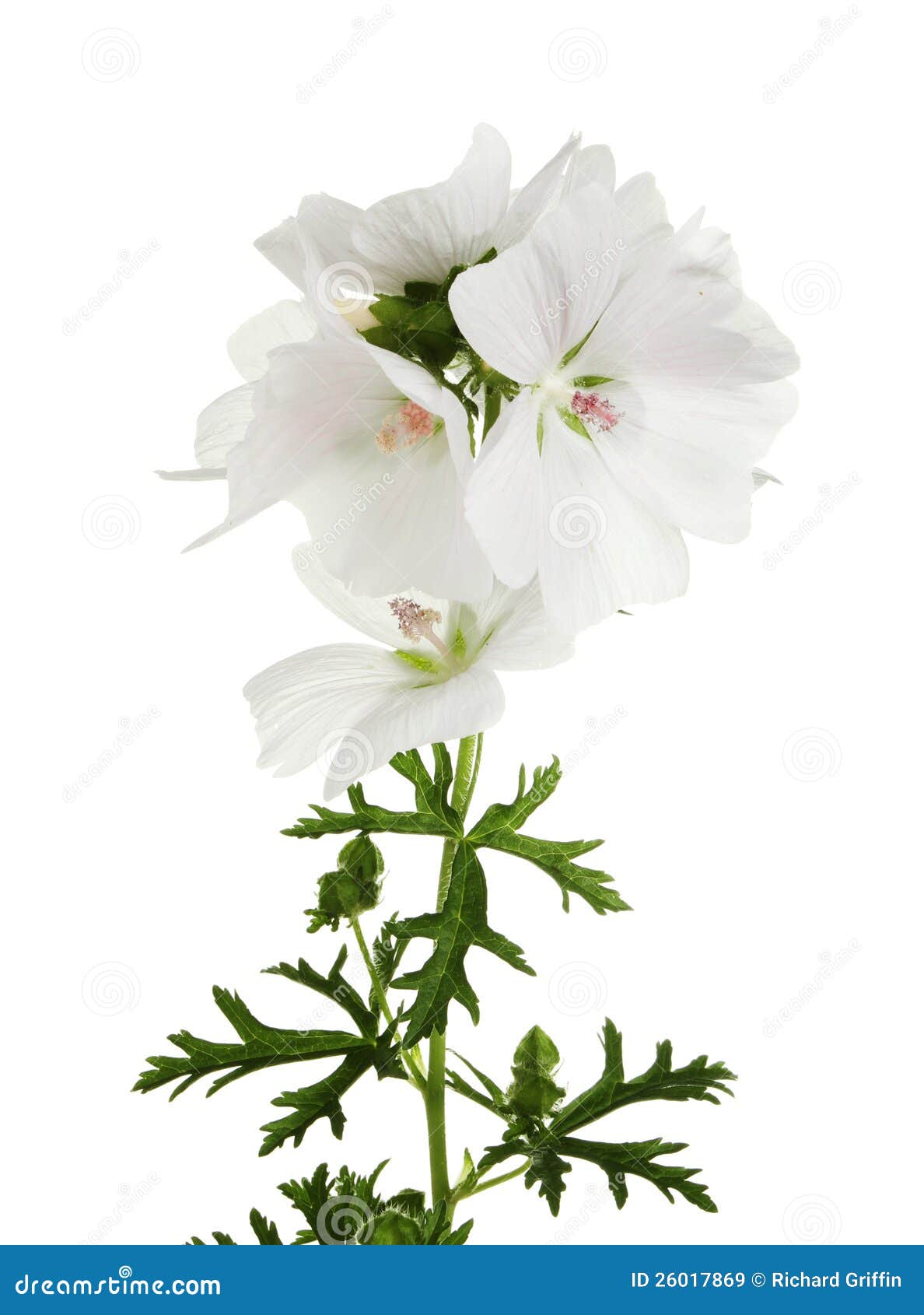 Geranio blanco imagen de archivo. Imagen de brote, follaje 26017869