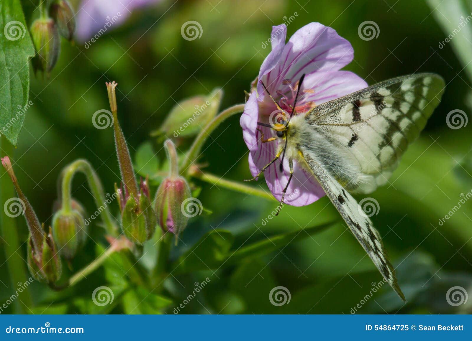 Geranio de la mariposa imagen de archivo. Imagen de existencias 54864725