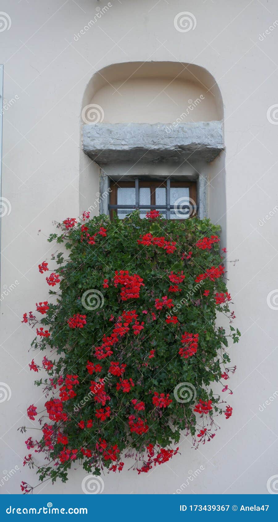 Geranios Colgantes De Flores Rojas En Una Ventana Junto La Ventana De Una Casa Imagen de archivo - Imagen de geranio, lago: 173439367