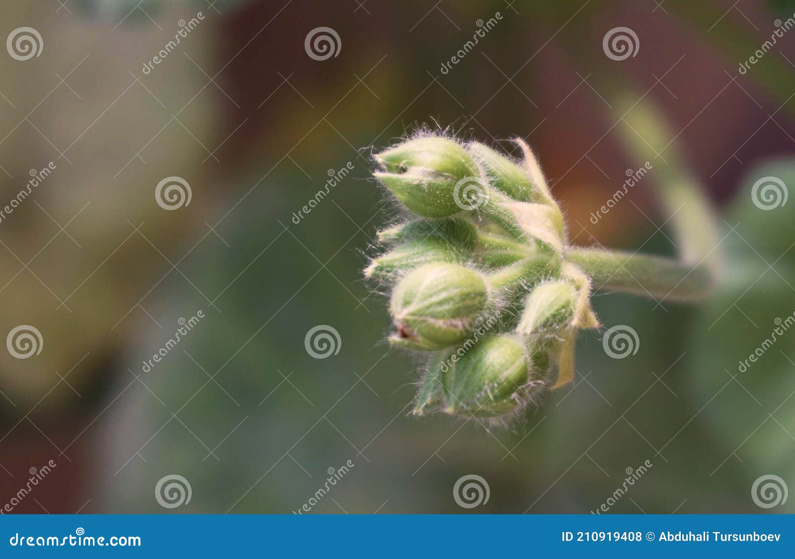 Geranium flower buds stock photo. Image of head, growth 210919408
