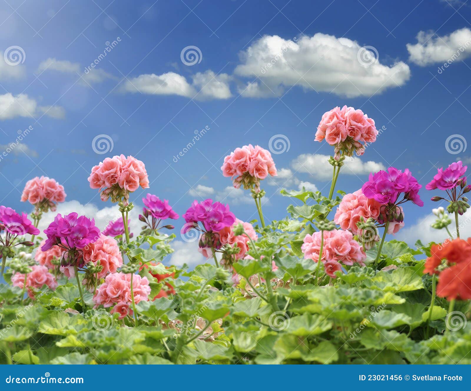 Geranium Flowers stock photo. Image of nature, leaf, blossoming 23021456