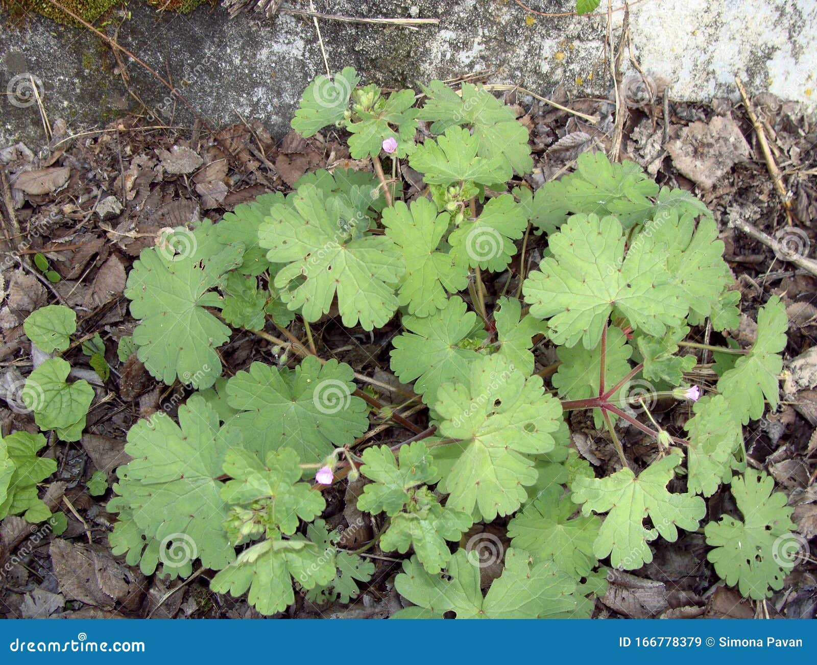 Geranium molle close up stock image. Image of geraniaceae 166778379