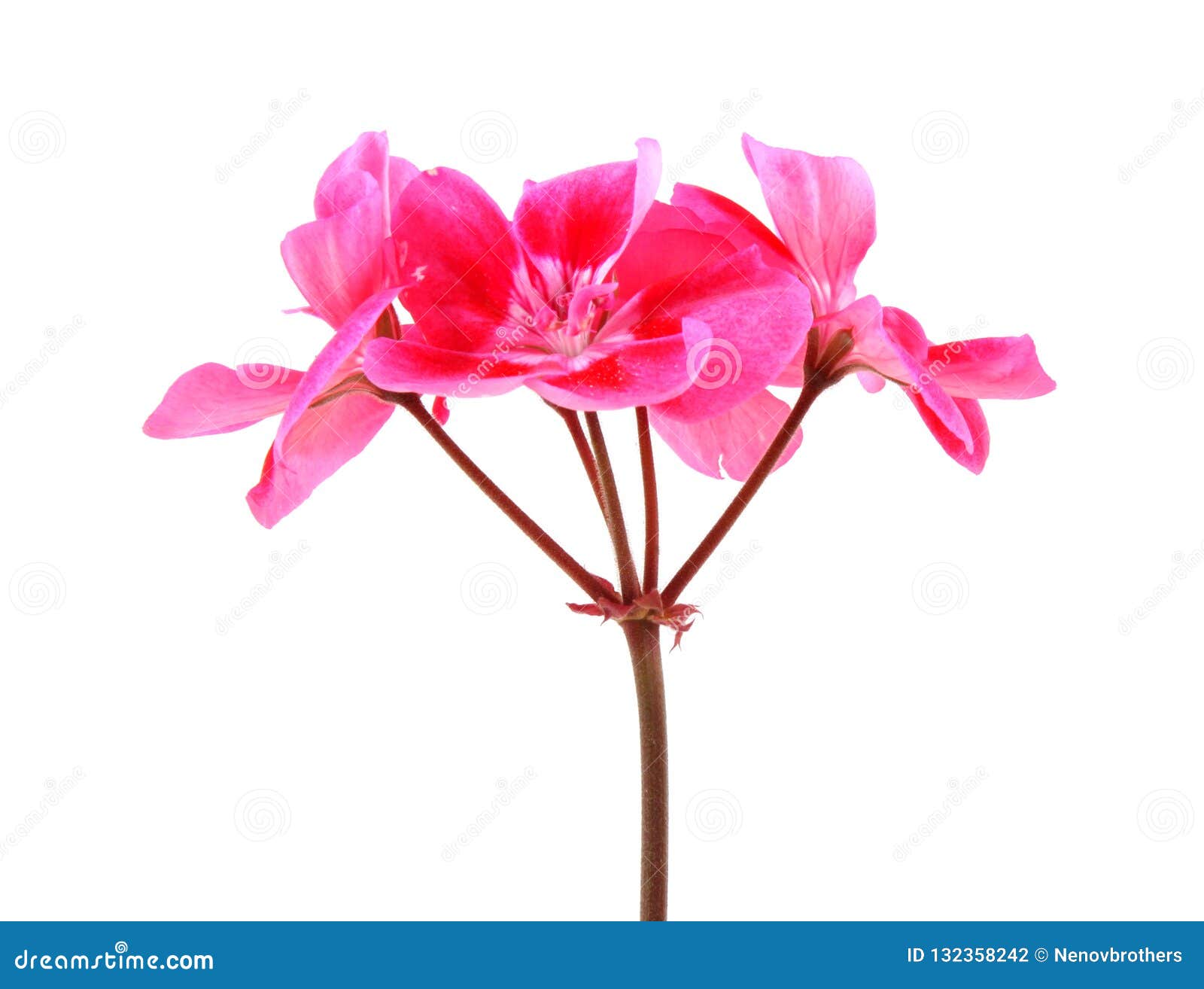 Geranium Pelargonium Flowers Stock Photo - Image of growth, beautiful ...