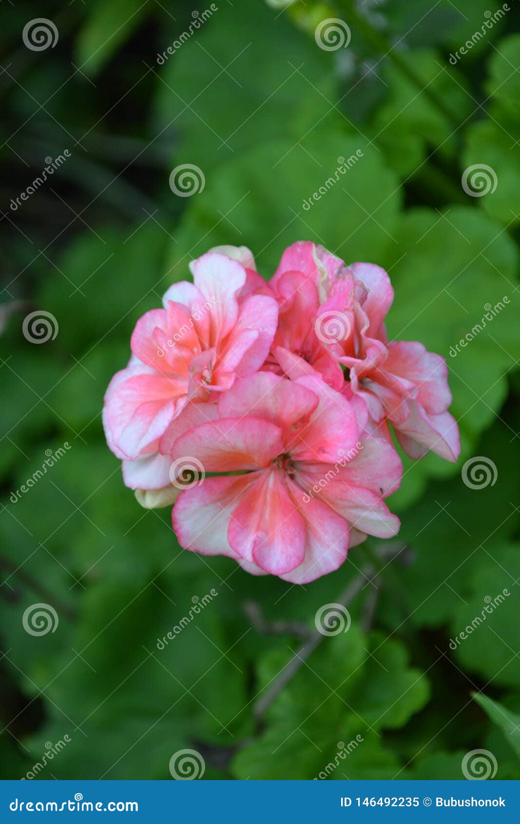 Pelargonium Geranium Flowerbed Garden Plants Beautiful Stock Image Image Of Flower Blooms Pelargonium Geranium Flowerbed Garden Plants Beautiful Stock Image Image Of Flower Blooms