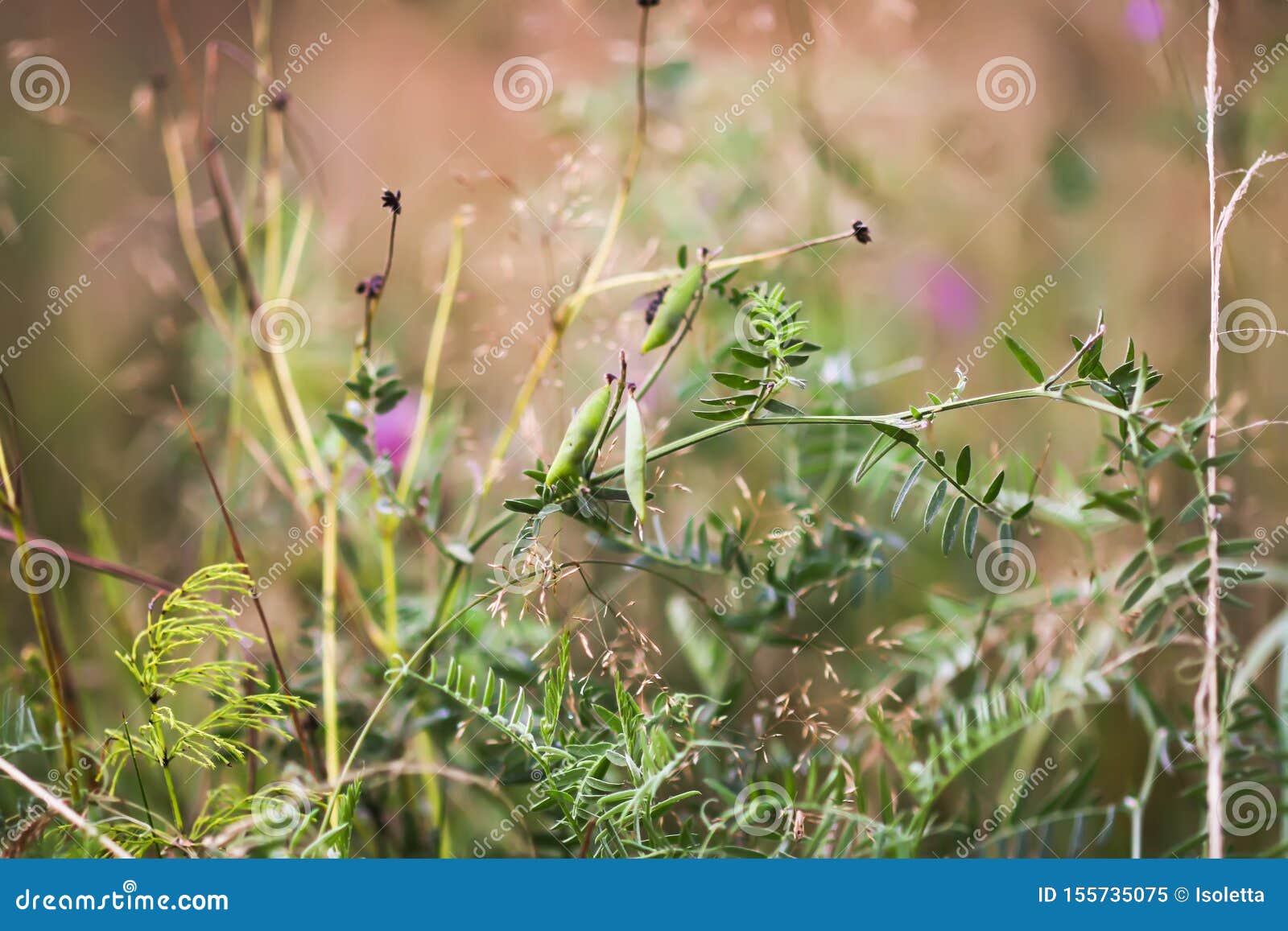 Wildflowers in Summer Field Blooming in August Stock Image Image of