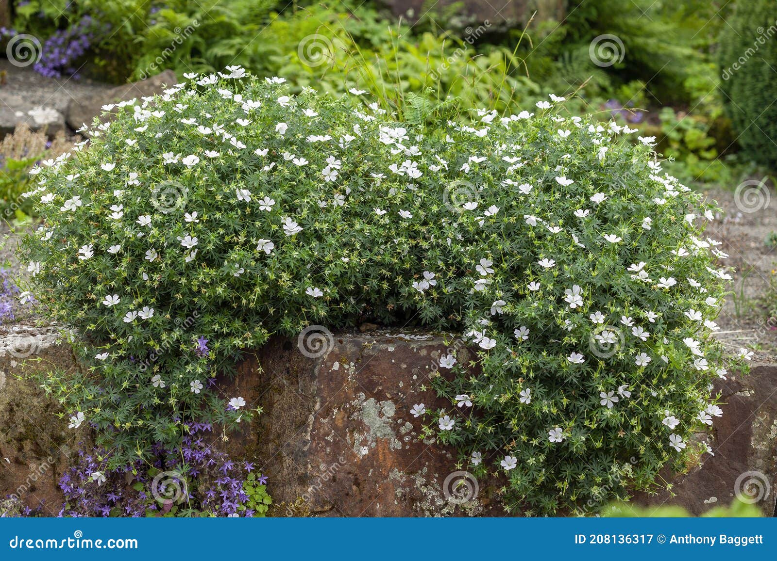 USA Brokke sig Salg Geranium Sanguineum `Album` Stock Image - Image of blooming, growing:  208136317