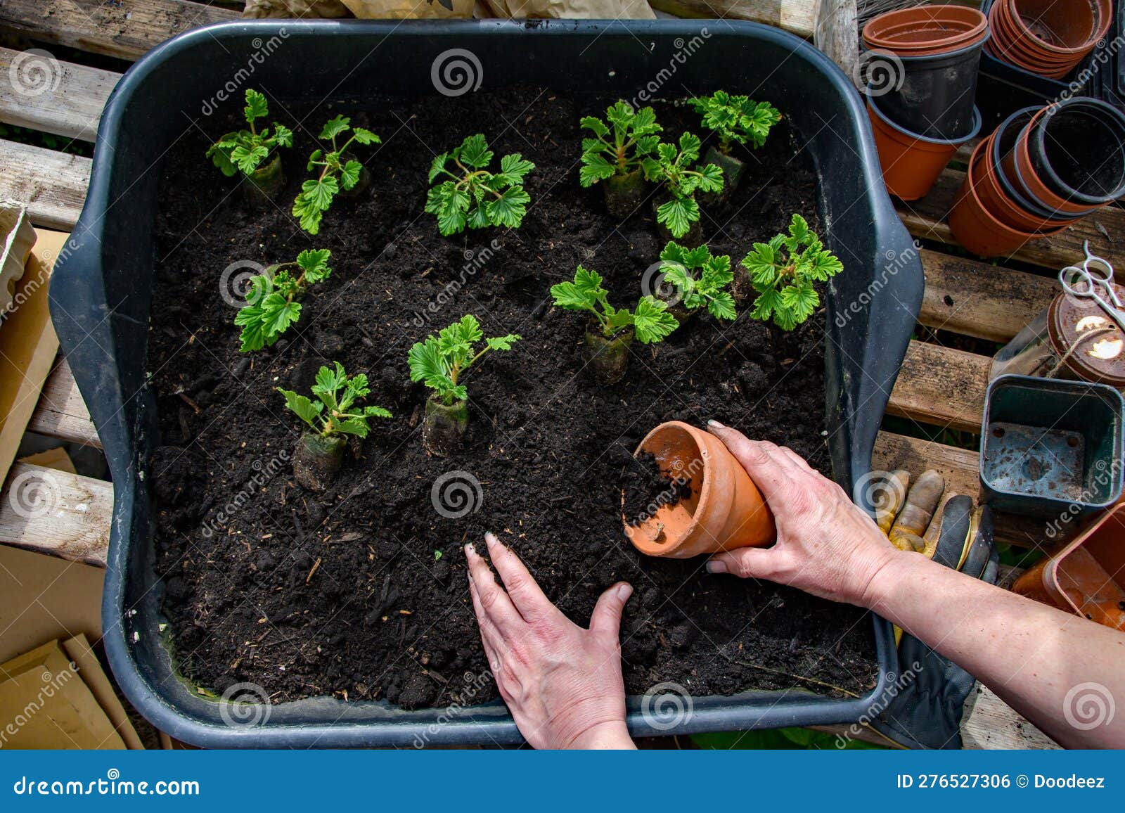 Geranium Seedlings Being Planted on in Springtime for Summer Flowers. Stock Photo Image of